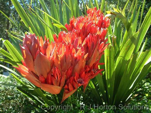 Gymea lily - Doryanthes palmeri_2 